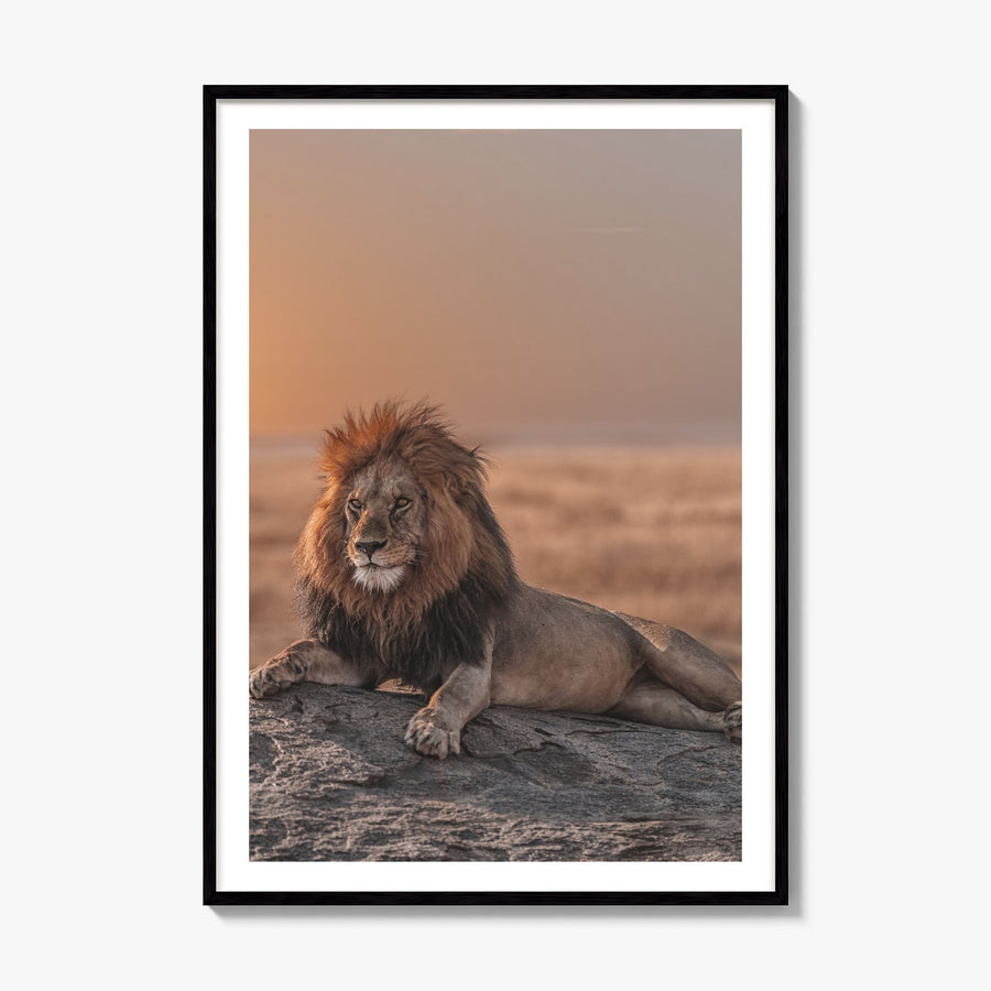 Lion Photo No 2 Poster, framed poster mockup, white border