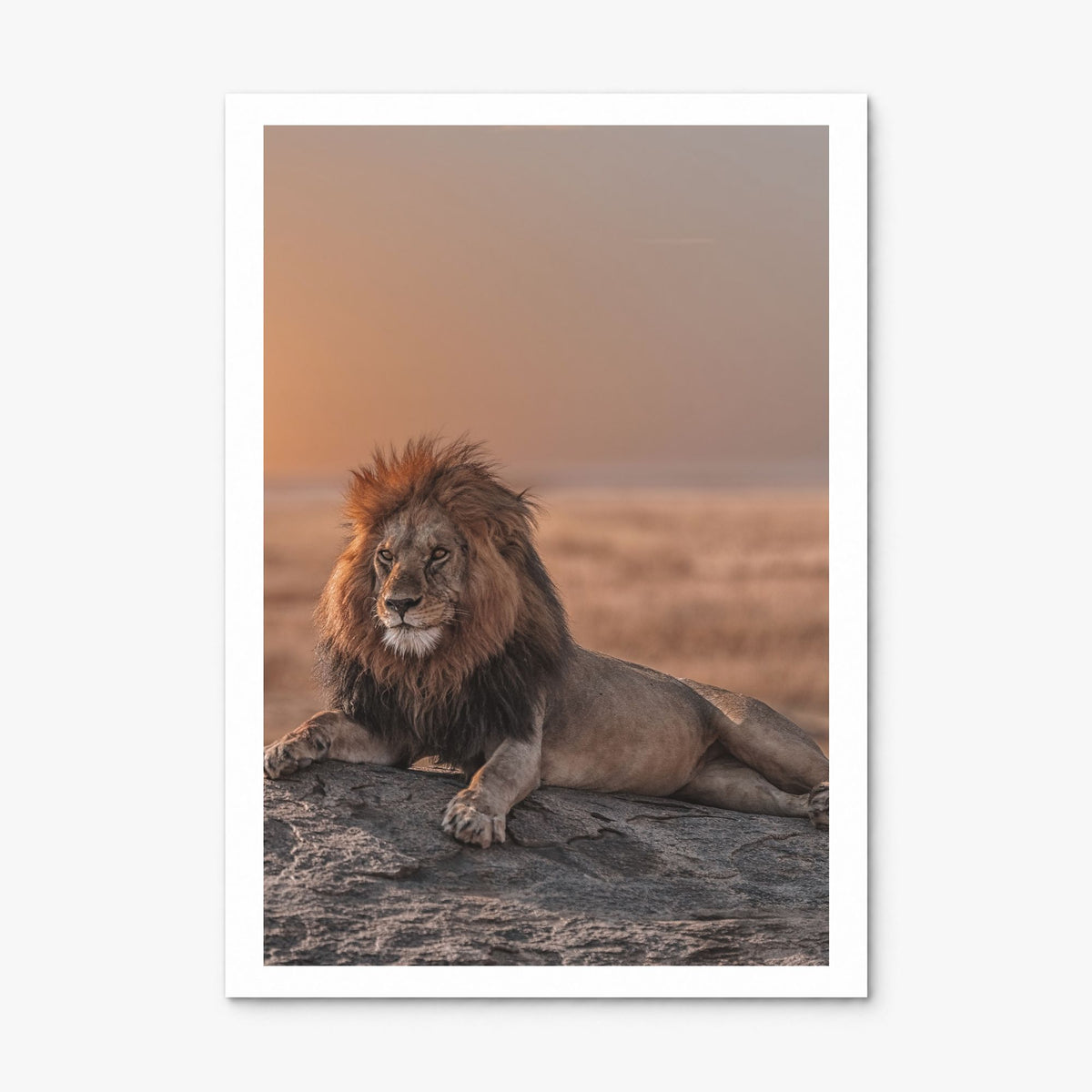 Lion Photo No 2 Poster, print only (unframed), white border