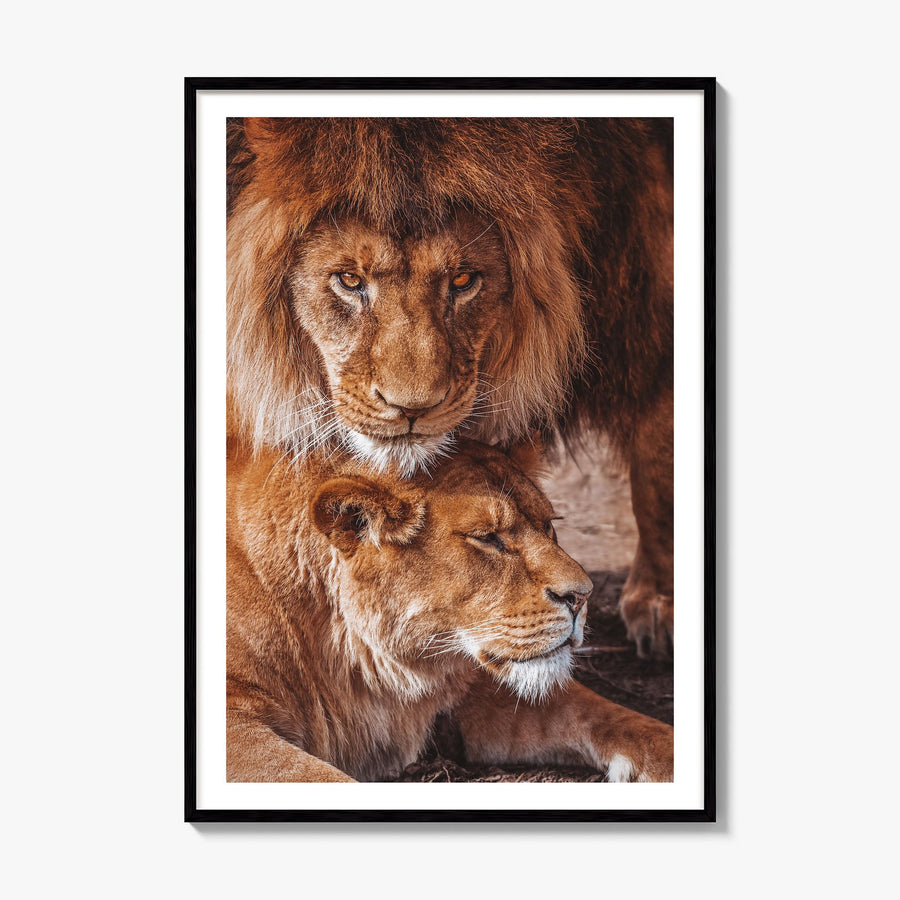 Lion Photo No 3 Poster, framed poster mockup, white border
