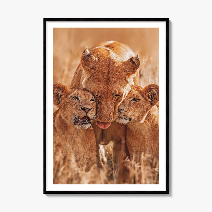 Lion Photo No 4 Poster, framed poster mockup, white border