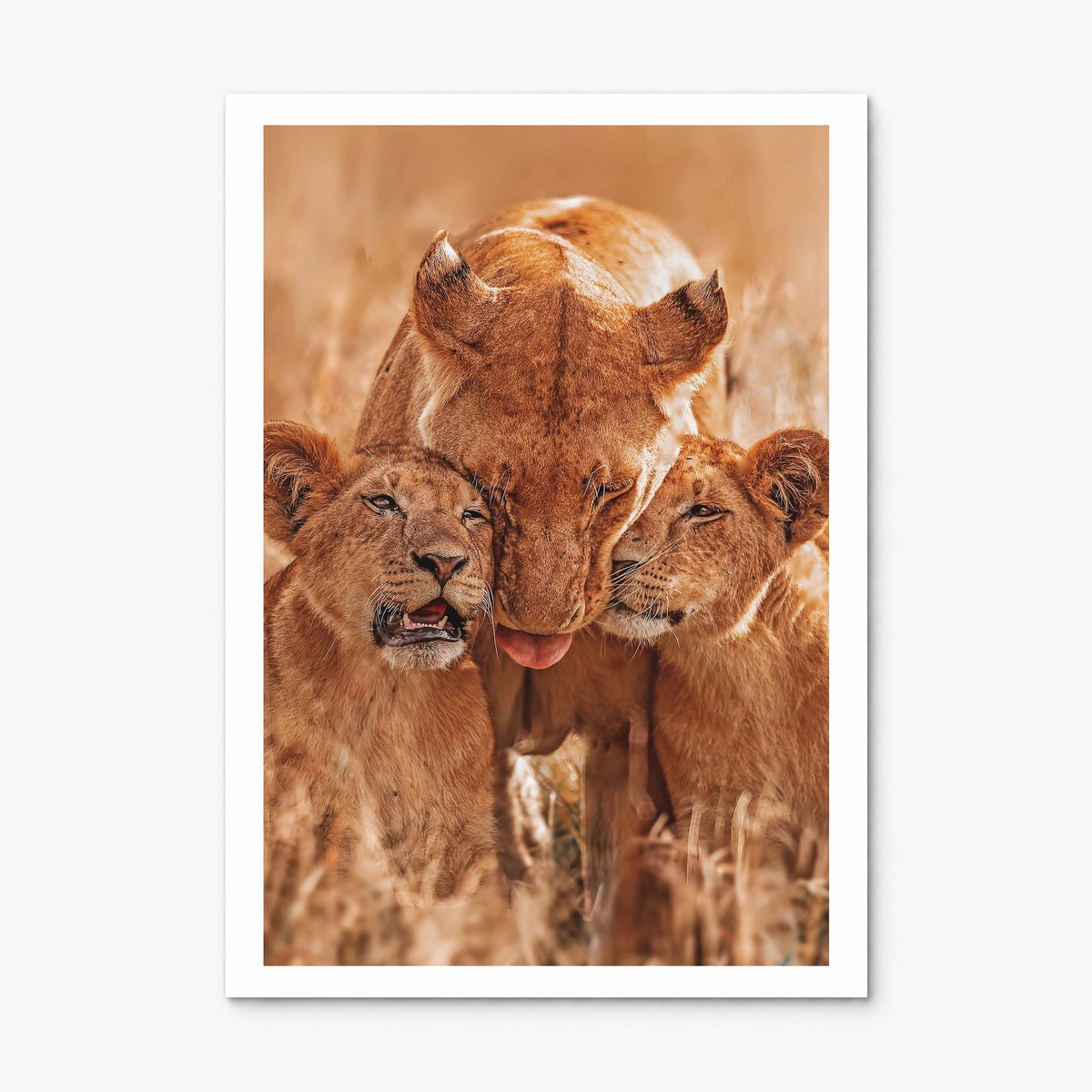 Lion Photo No 4 Poster, print only (unframed), white border