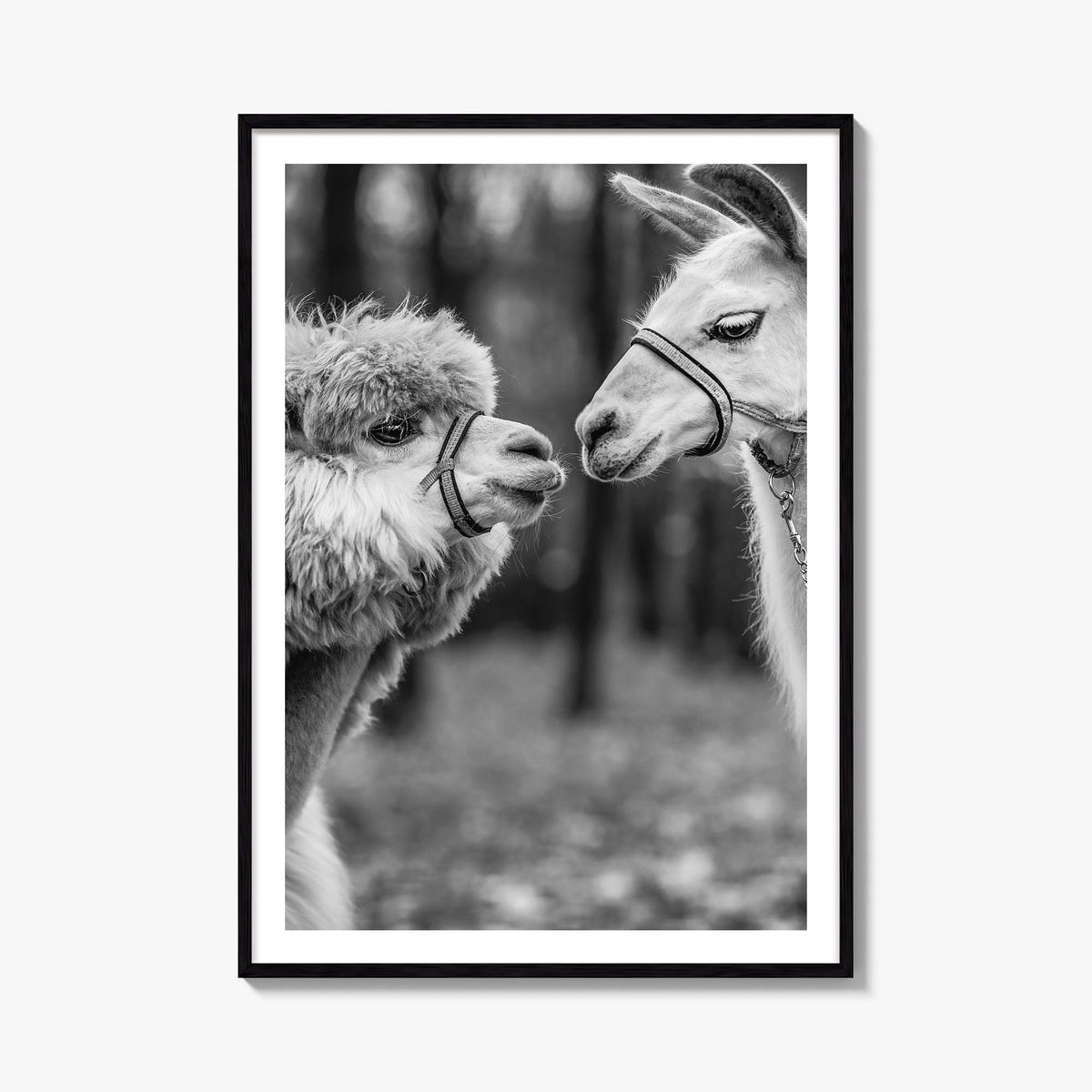 Llama black & white photo poster – vertical wall art, unframed print shown in interior mockup