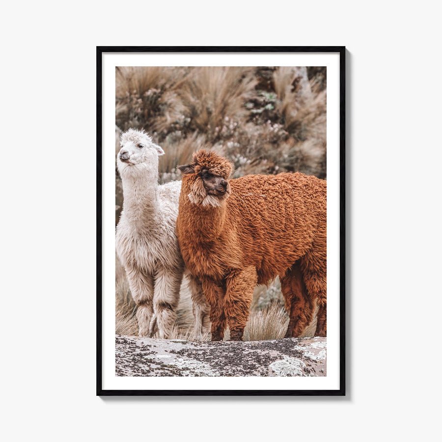 Llama colorful photo poster – vertical wall art, unframed print shown in interior mockup