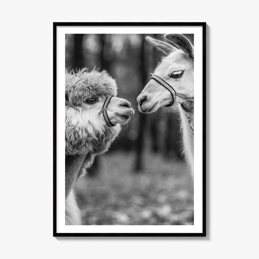 Llama Photo Poster, framed poster mockup, white border