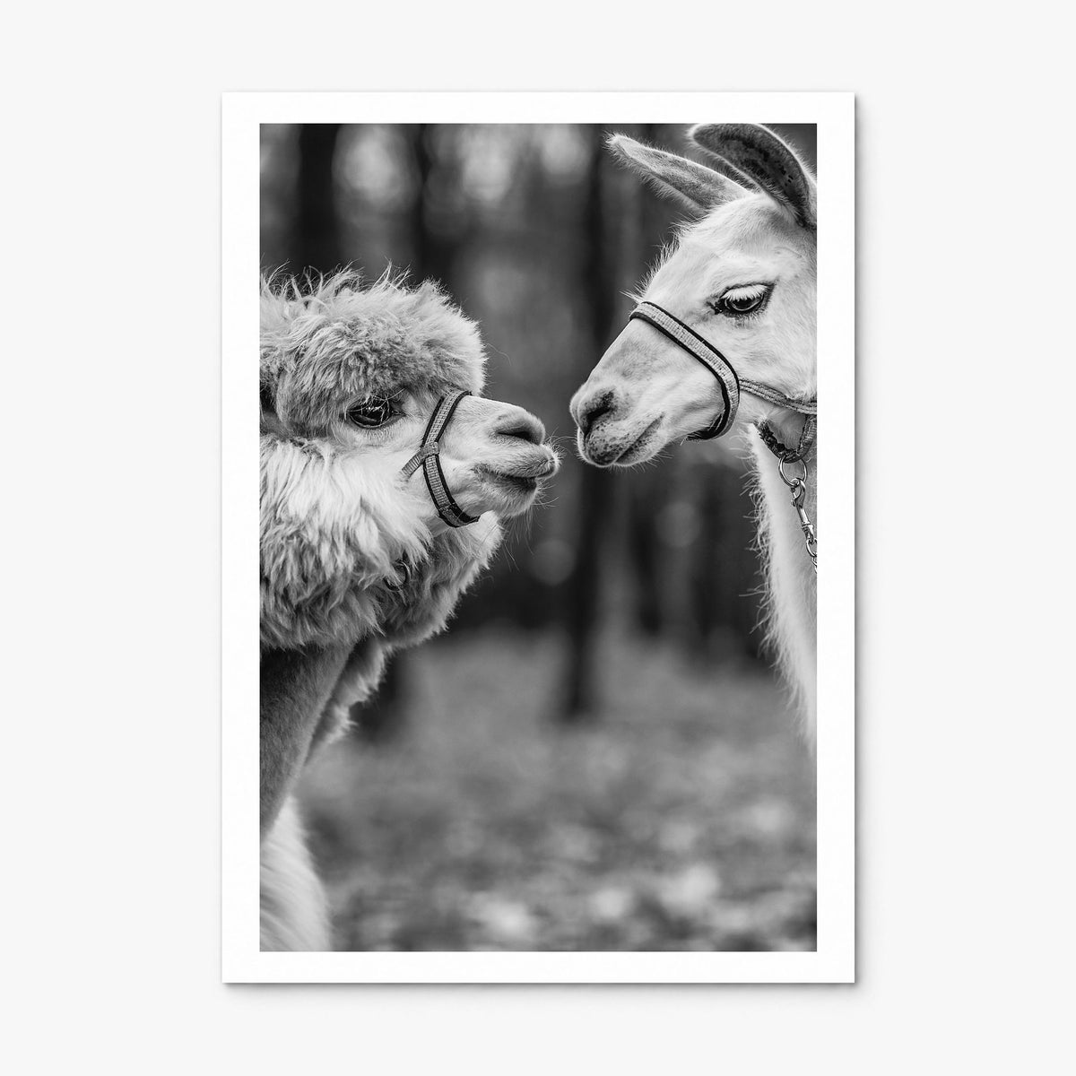 Llama Photo Poster, print only (unframed), white border