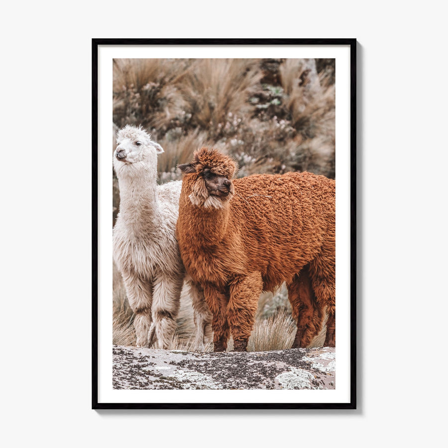 Llama Photo Poster, framed poster mockup, white border