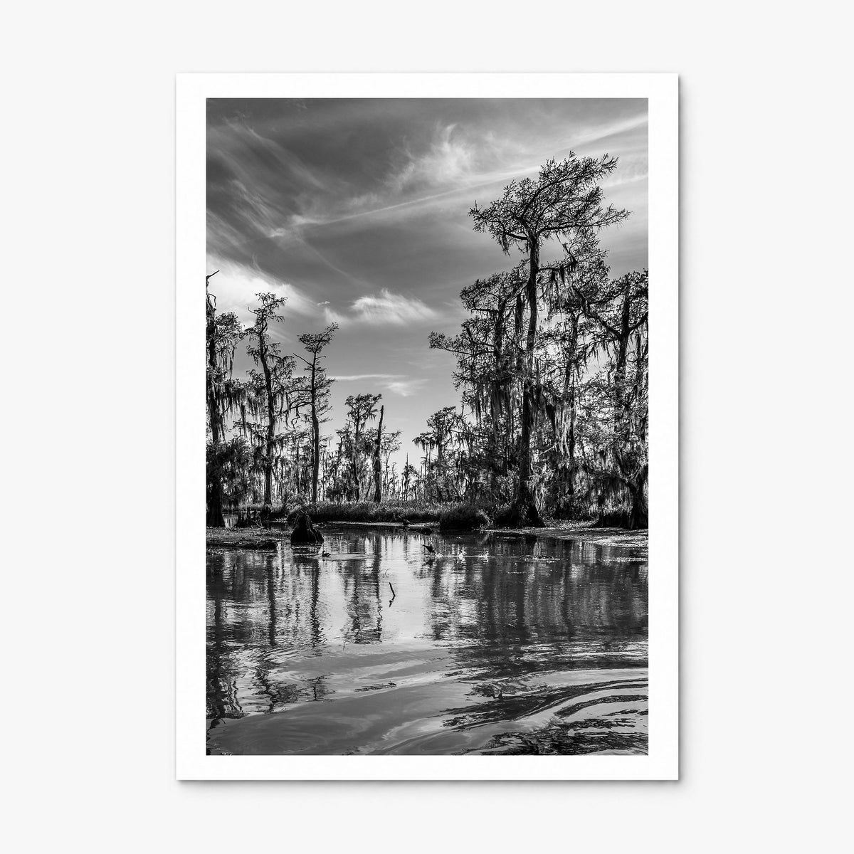 Louisiana Photo Poster, print only (unframed), white border