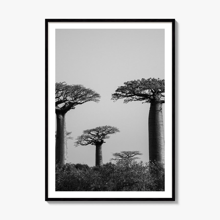 Madagascar Photo Poster, framed poster mockup, white border