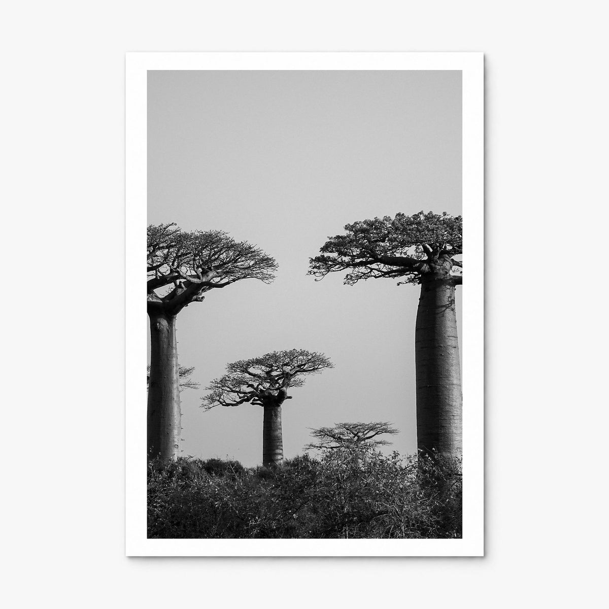 Madagascar Photo Poster, print only (unframed), white border