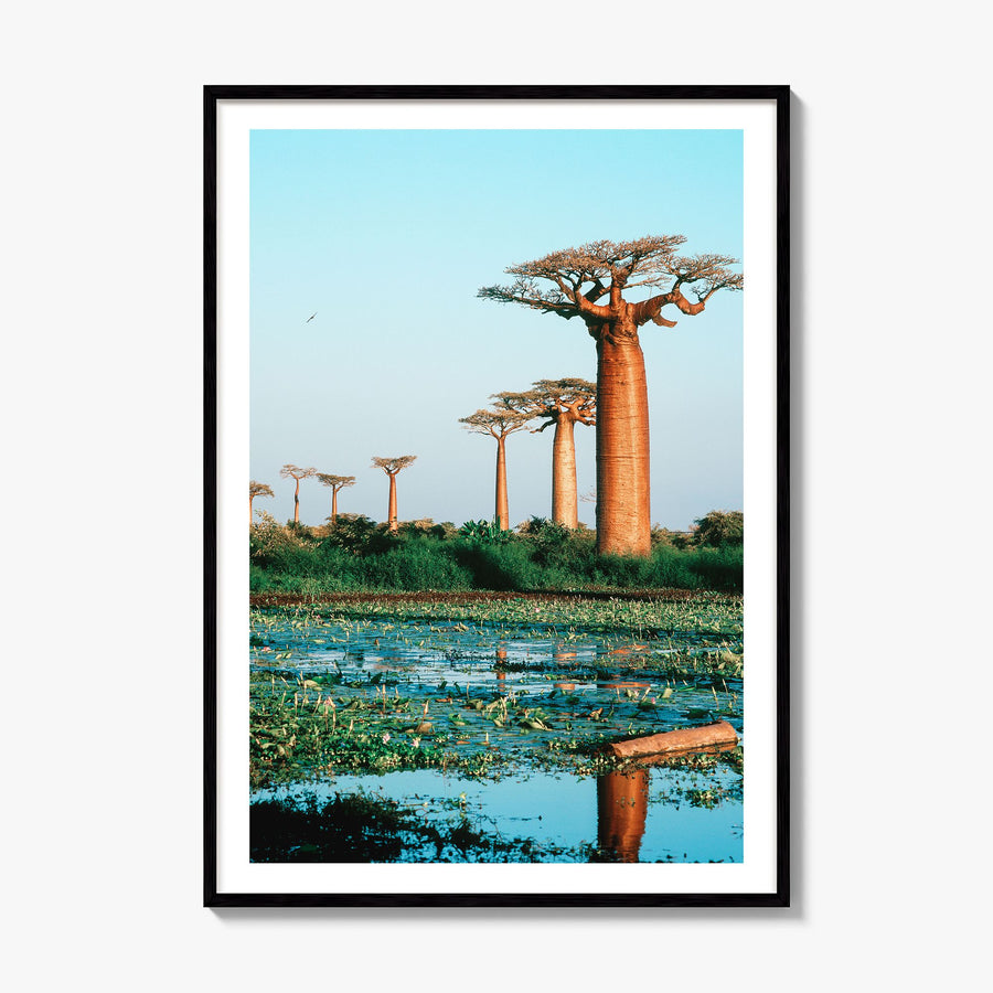 Madagascar Photo Poster, framed poster mockup, white border