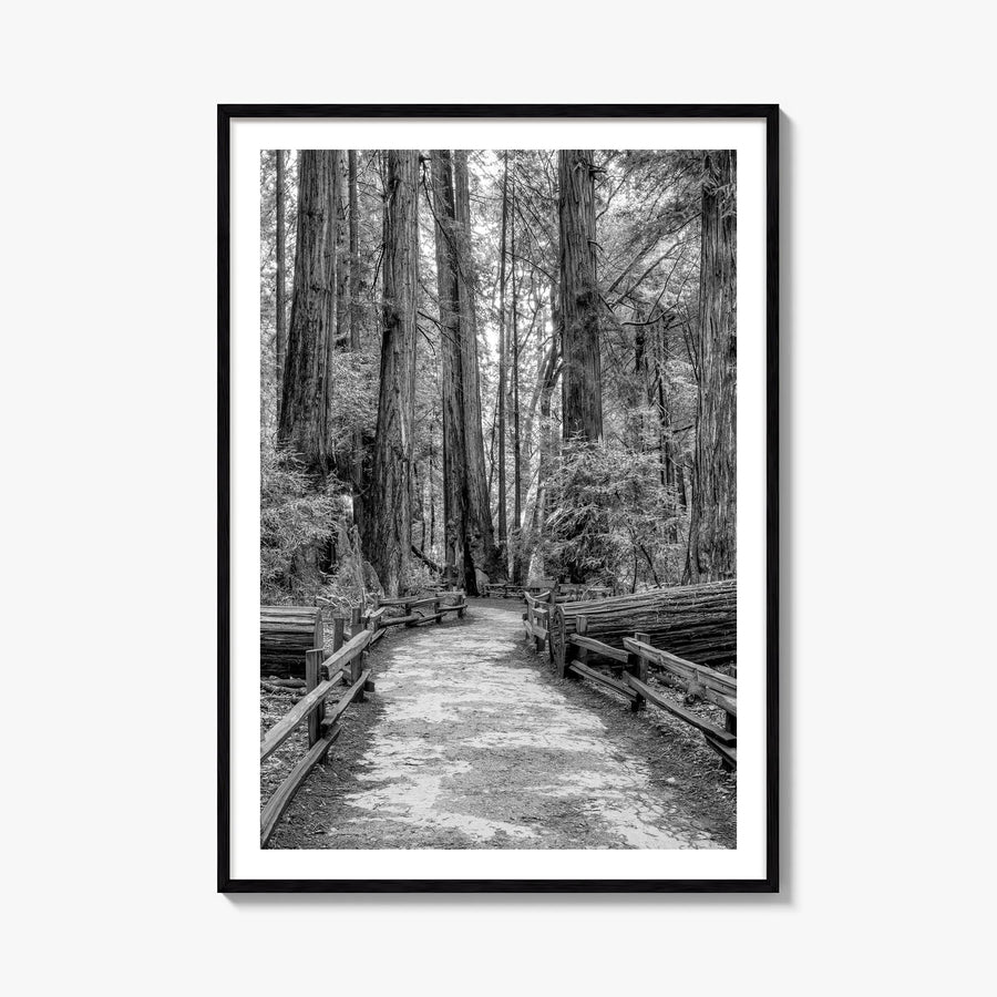 Muir Woods National Monument black & white photo poster of California, USA – vertical wall art, unframed print shown in inter