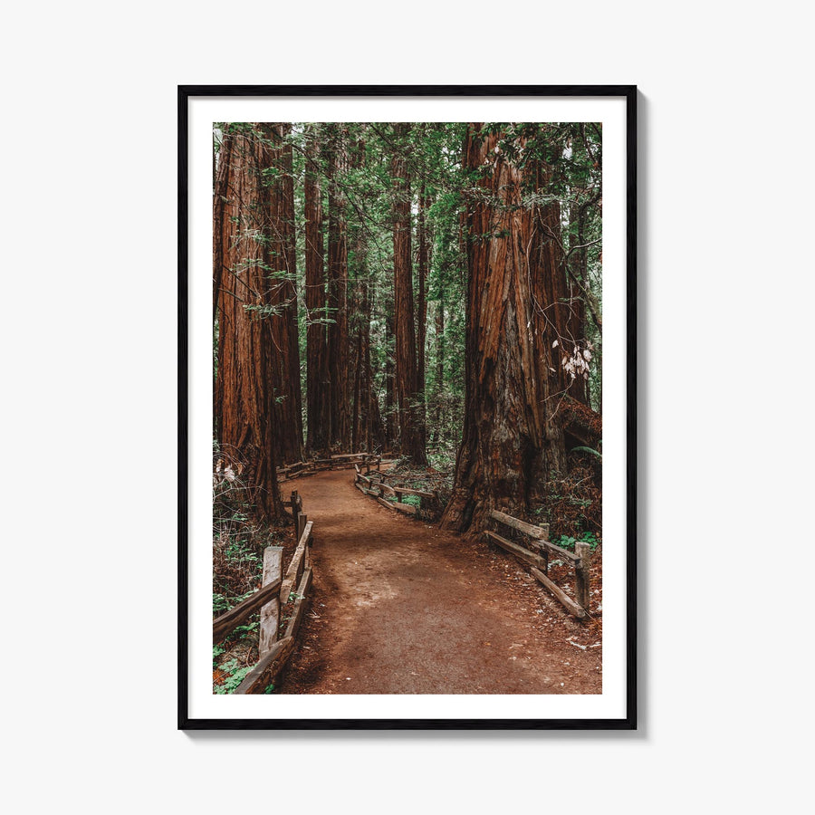 Muir Woods National Monument colorful photo poster of California, USA – vertical wall art, unframed print shown in interior m