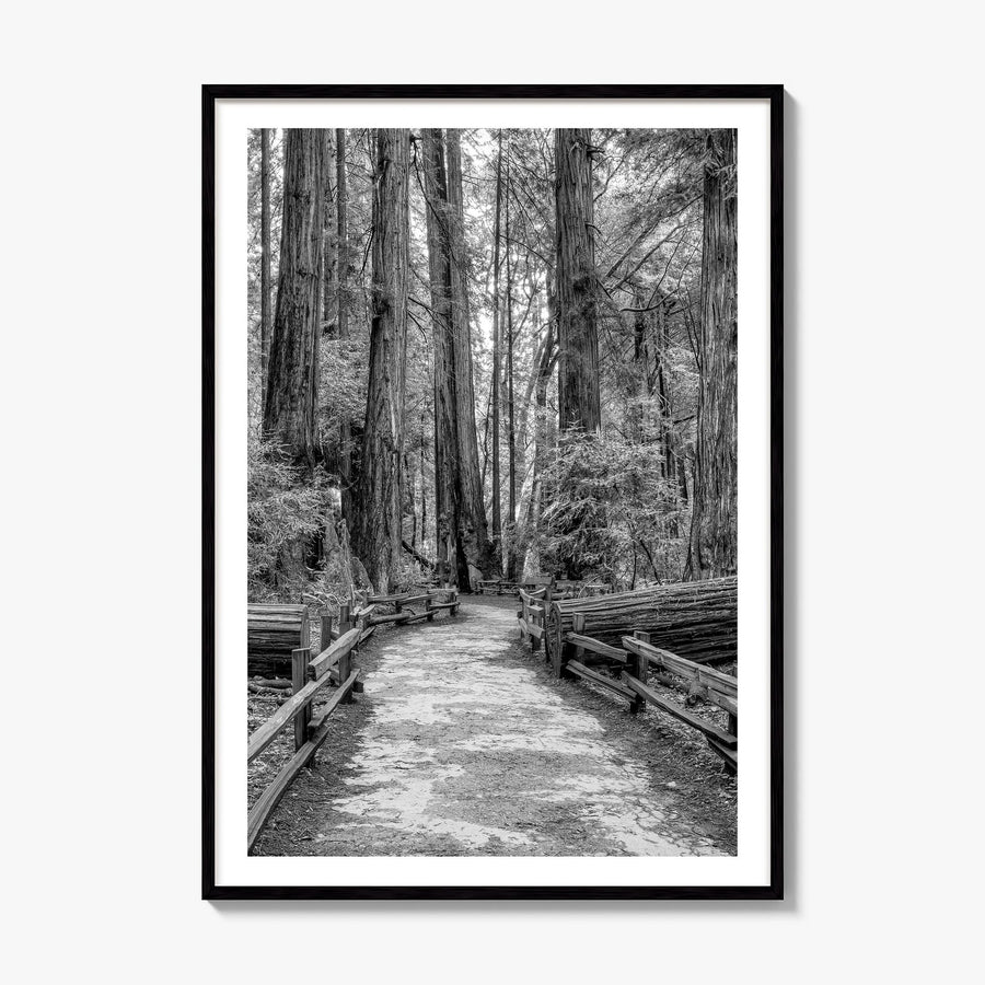 Muir Woods National Monument Photo Poster, framed poster mockup, white border