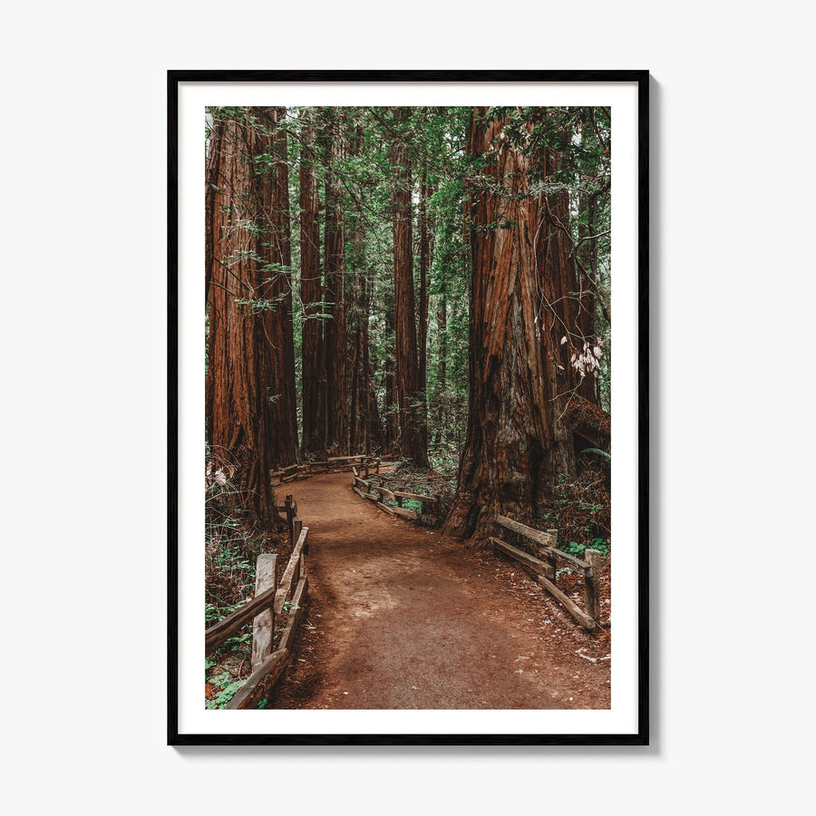 Muir Woods National Monument Photo Poster, framed poster mockup, white border