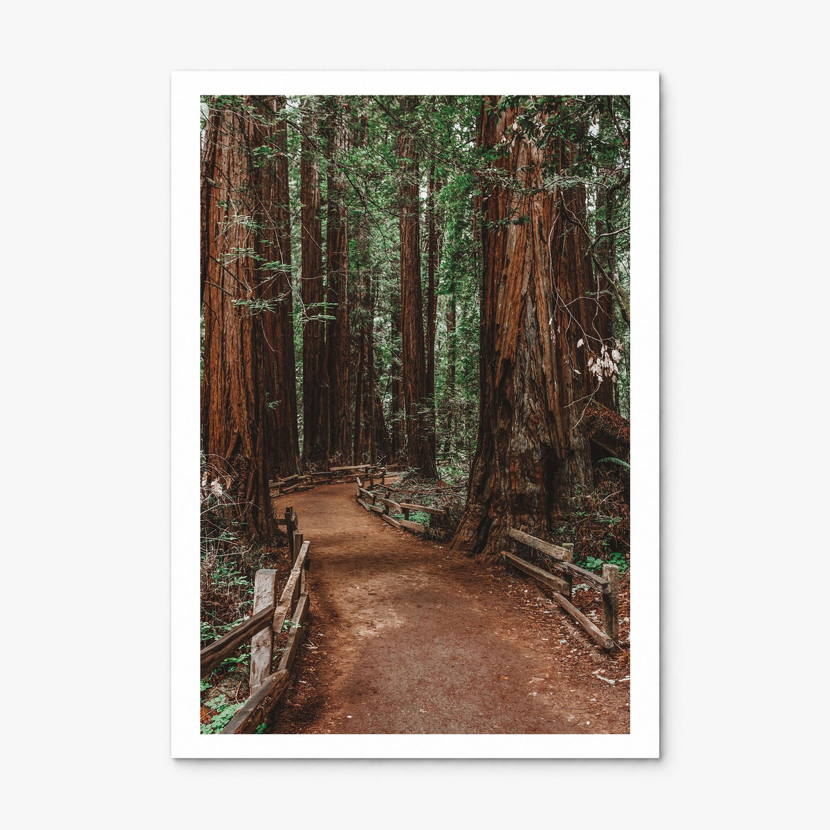 Muir Woods National Monument Photo Poster, print only (unframed), white border