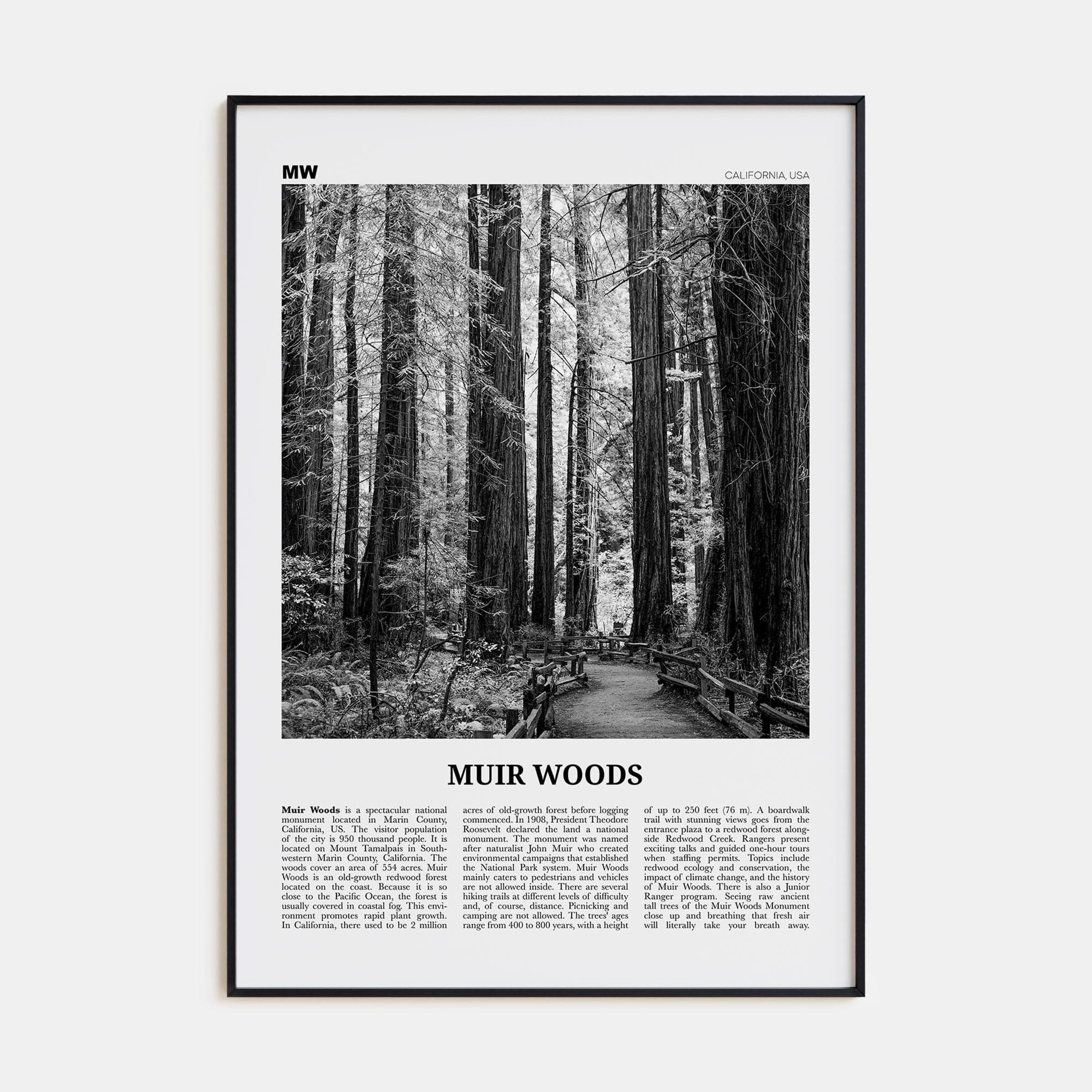 Muir Woods National Monument Poster None / 8x12 in Nbourhood Travel B&W Poster