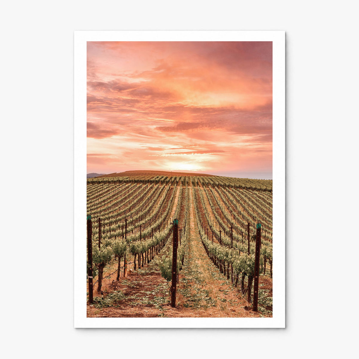 Napa Valley Photo No 1 Poster, print only (unframed), white border