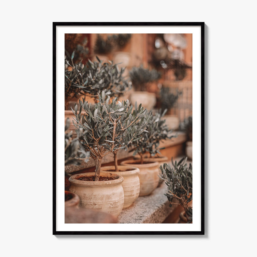 Olive Trees in Clay Pots Photo Poster, framed poster mockup, white border