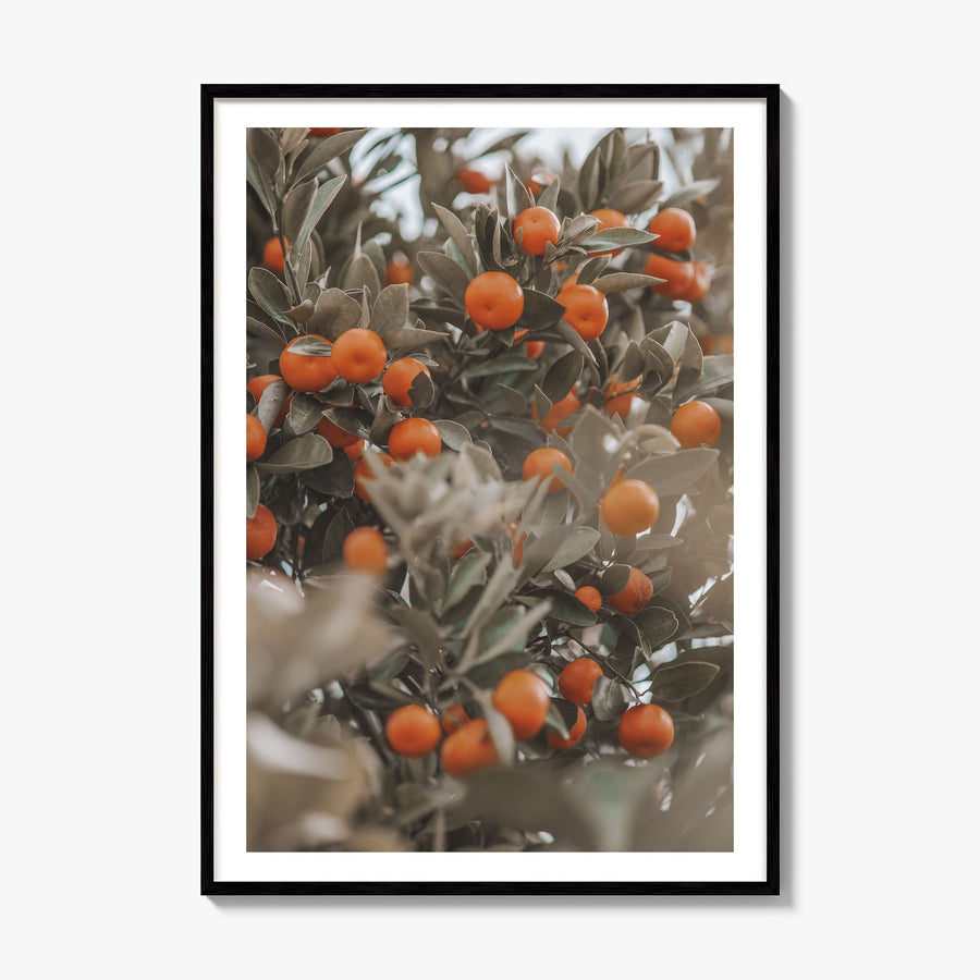Orange Tree Photo No 2 Poster, framed poster mockup, white border