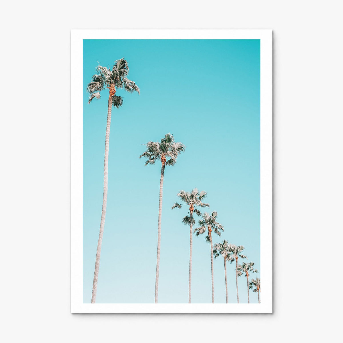 Palm Trees Photo No 3 Poster, print only (unframed), white border