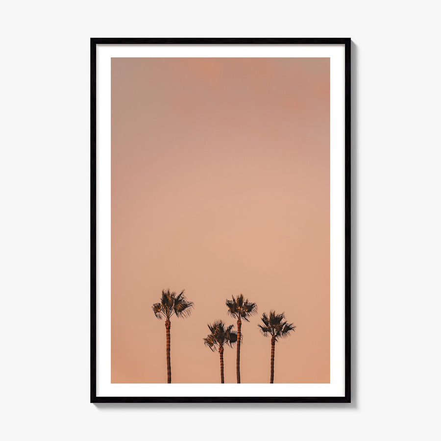 Palm Trees Photo No 6 Poster, framed poster mockup, white border