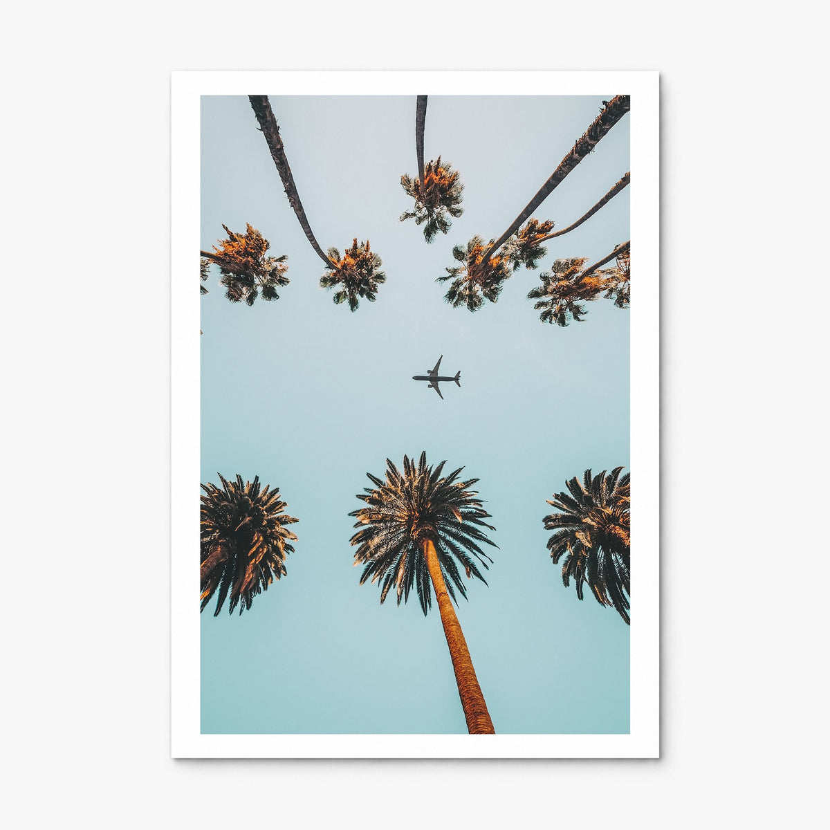 Palm Trees, Sky and Aircraft Photo Poster, print only (unframed), white border