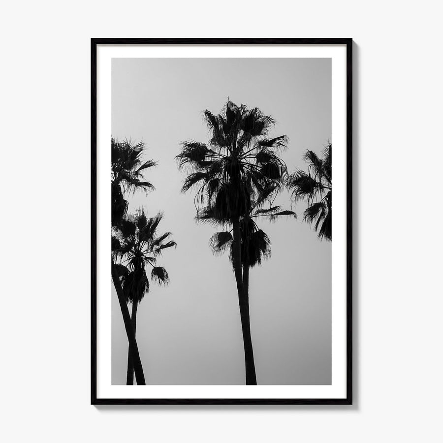 Palms Photo Poster, framed poster mockup, white border