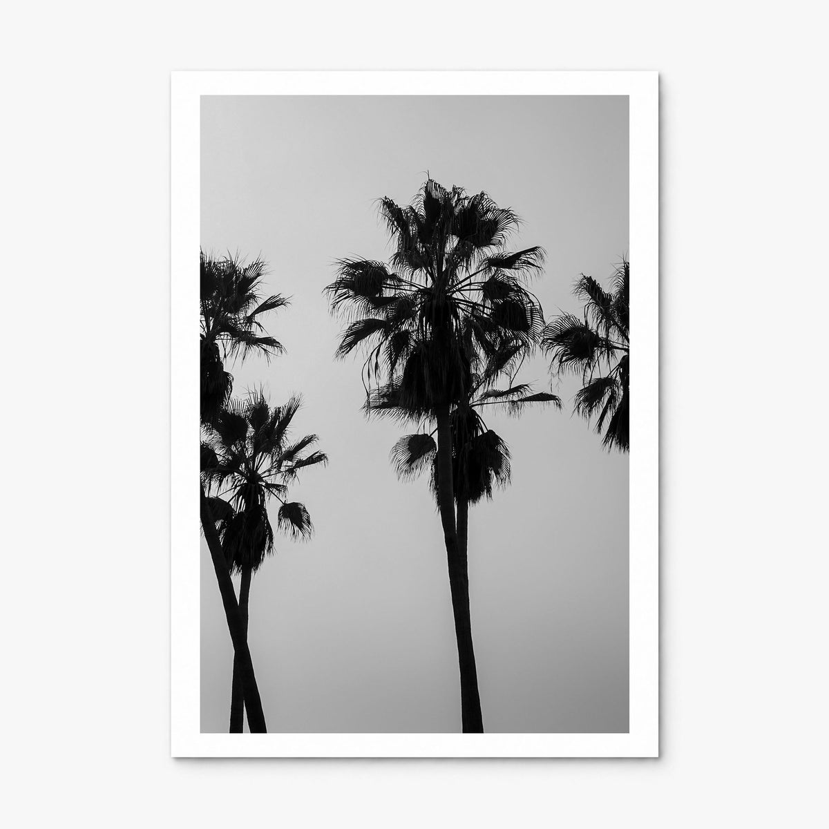 Palms Photo Poster, print only (unframed), white border