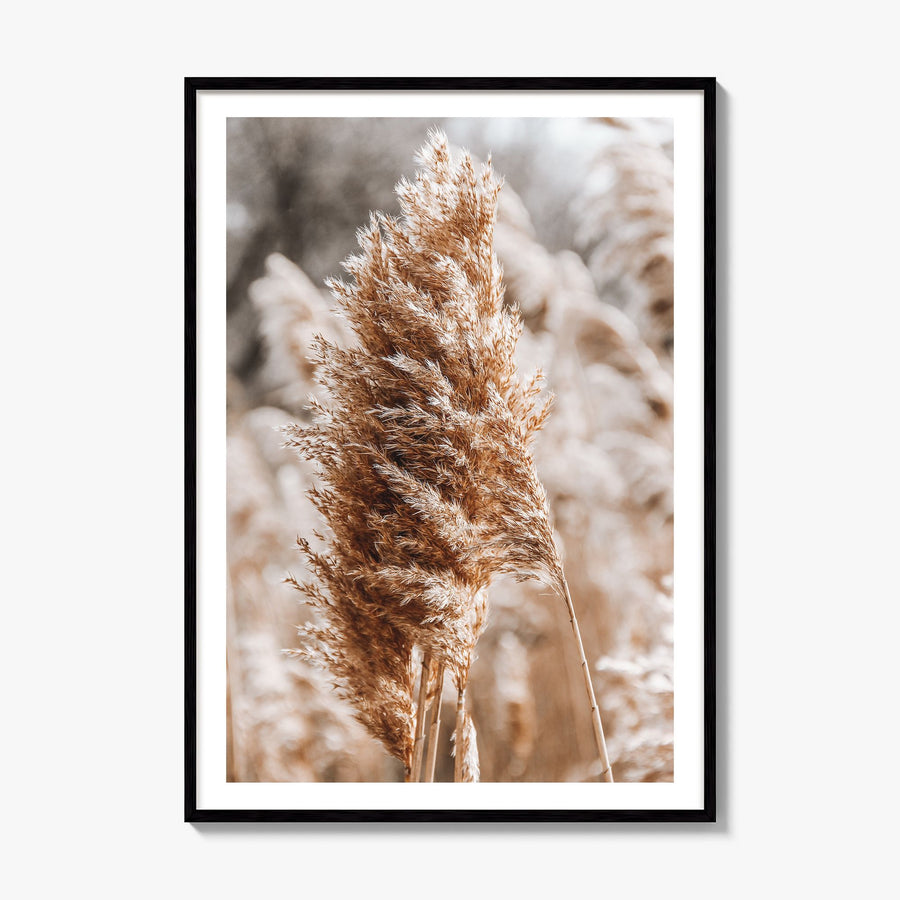 Pampas Grass Photo No 1 Poster, framed poster mockup, white border