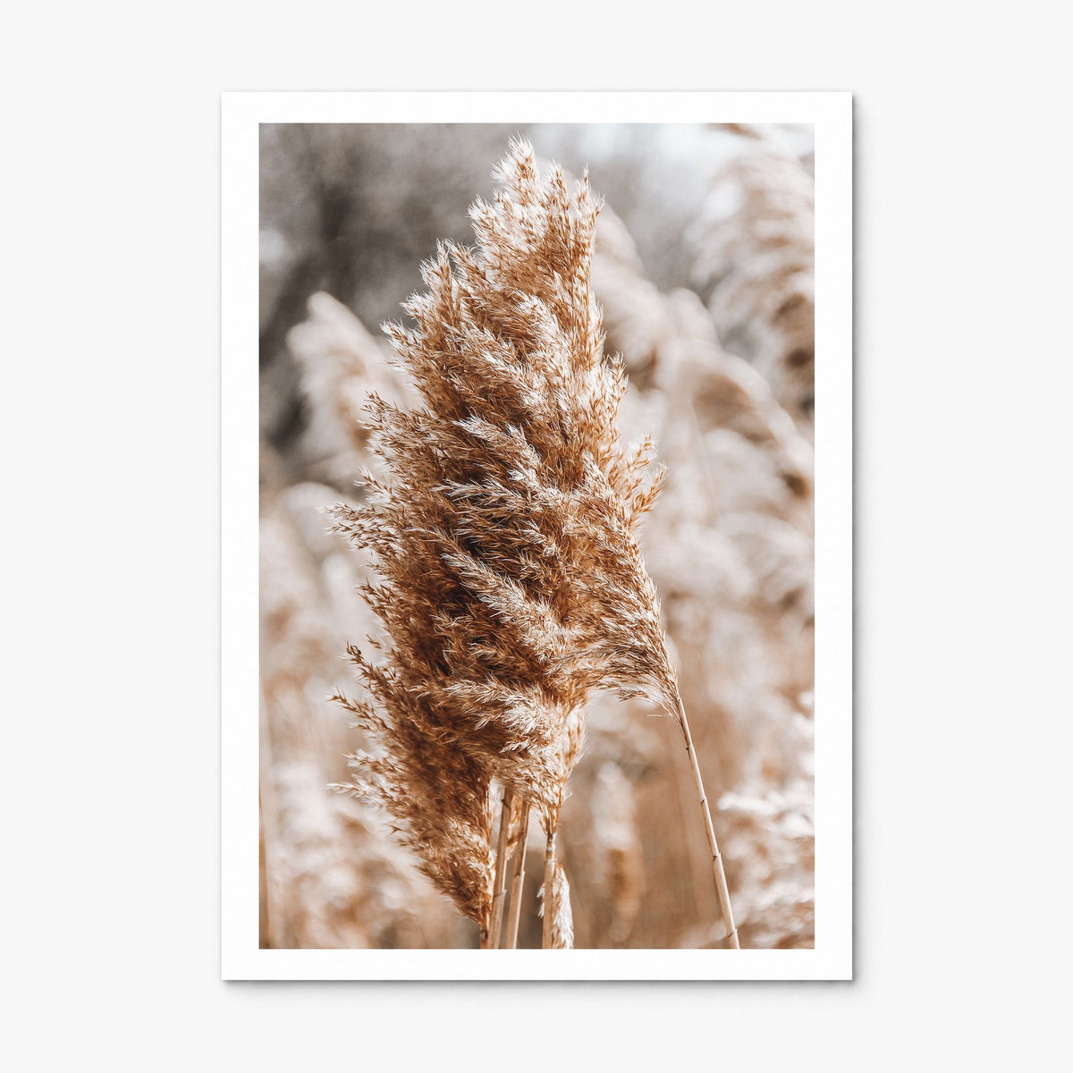 Pampas Grass Photo No 1 Poster, print only (unframed), white border