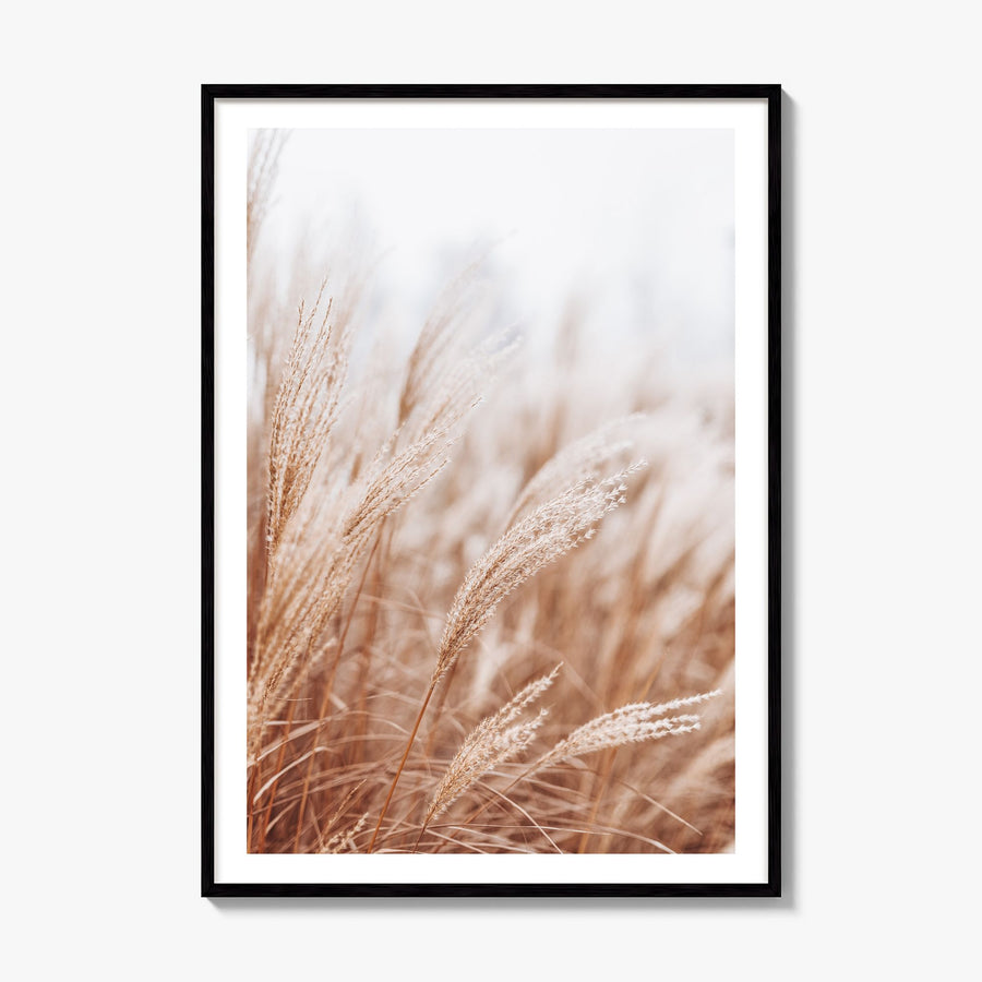 Pampas Grass Photo No 2 Poster, framed poster mockup, white border