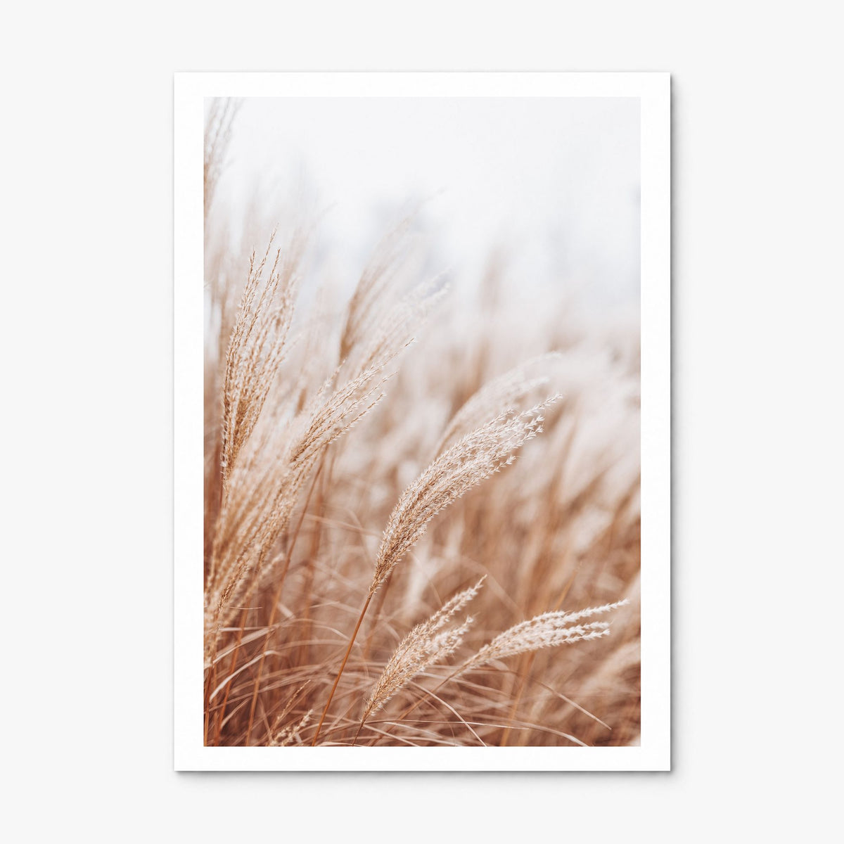 Pampas Grass Photo No 2 Poster, print only (unframed), white border