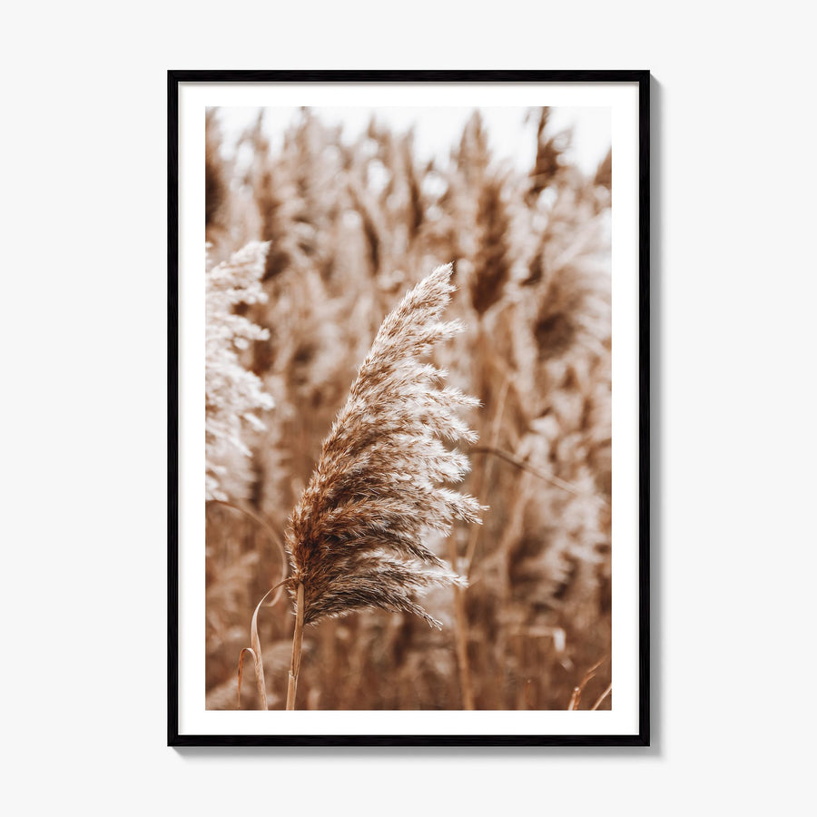 Pampas Grass Photo No 3 Poster, framed poster mockup, white border
