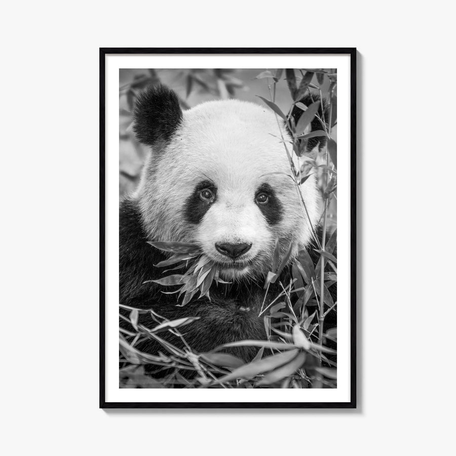 Panda Bear no. 1 black & white photo poster – vertical wall art, unframed print shown in interior mockup