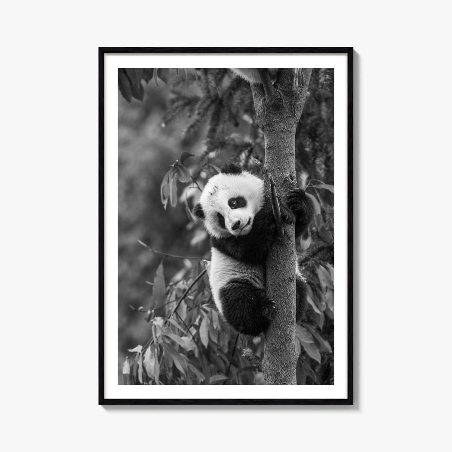 Panda Bear no. 2 black & white photo poster – vertical wall art, unframed print shown in interior mockup
