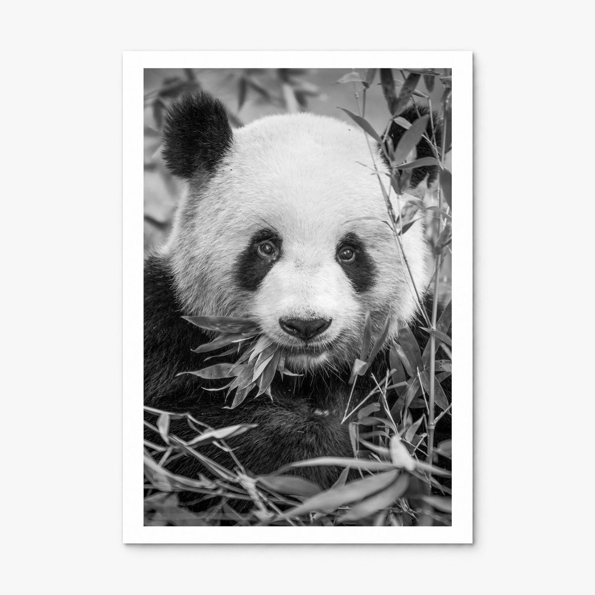Panda Bear Photo No 1 Poster, print only (unframed), white border