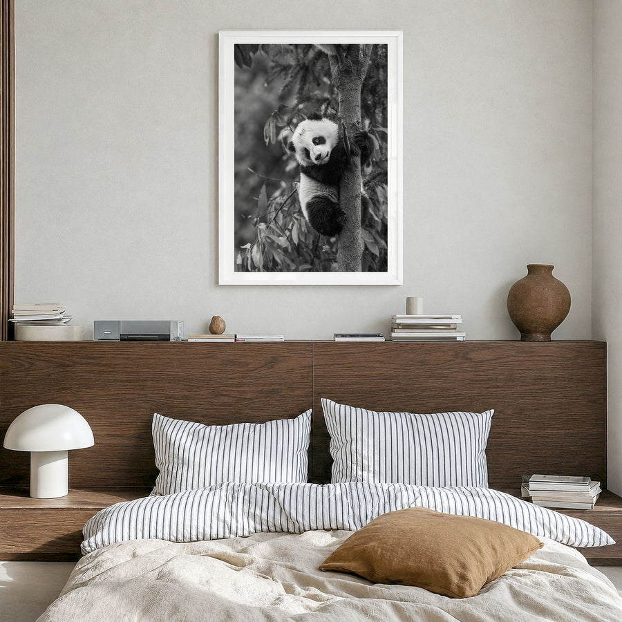 Panda Bear Photo No 2 Poster in a white wood frame, hanging in a bedroom, white border