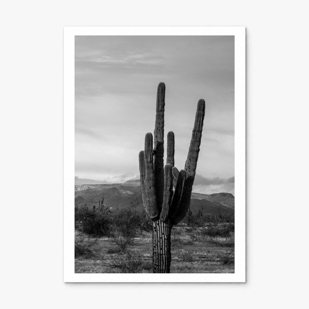 Phoenix Photo No 1 Poster, print only (unframed), white border