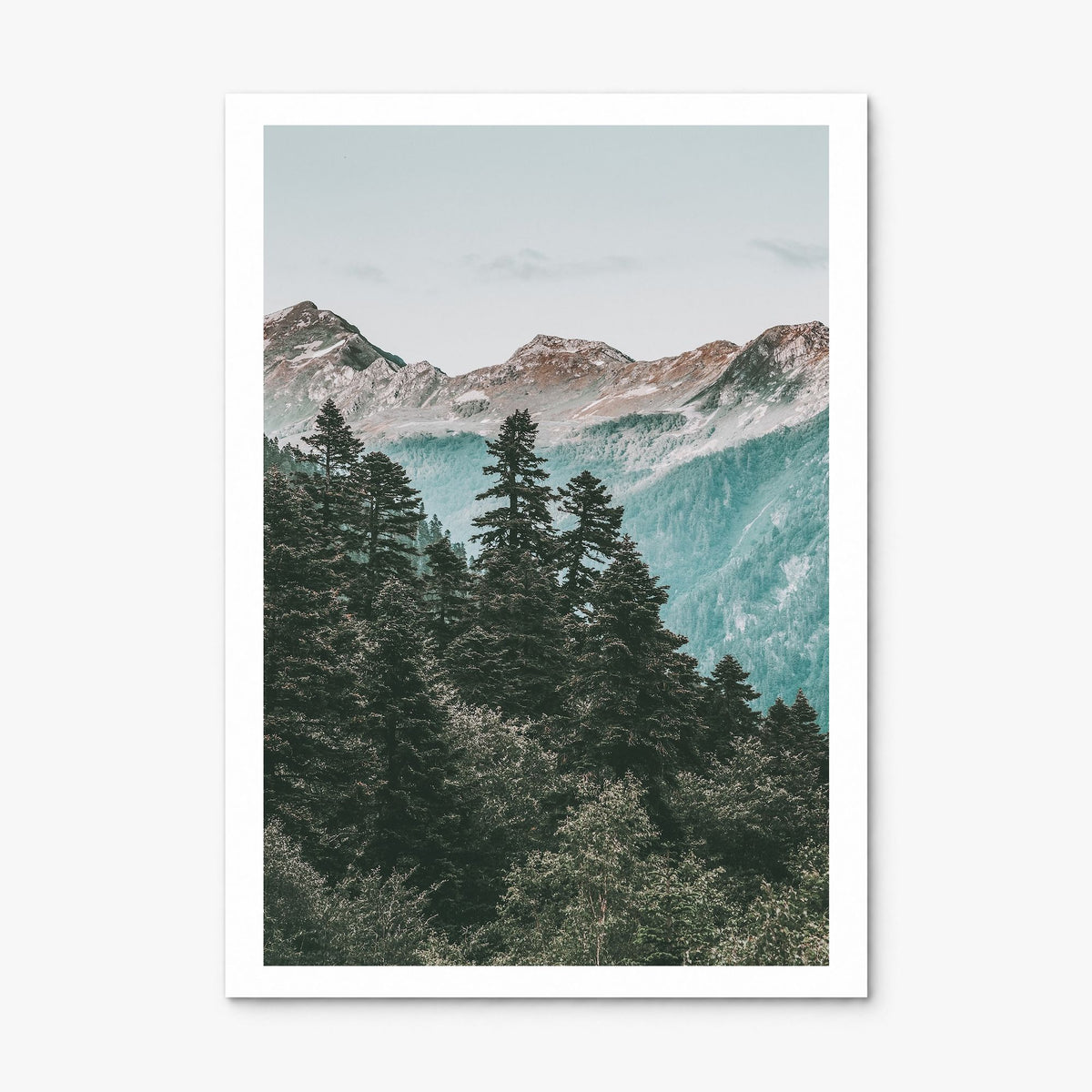 Pine Tree Forest Photo Poster, print only (unframed), white border