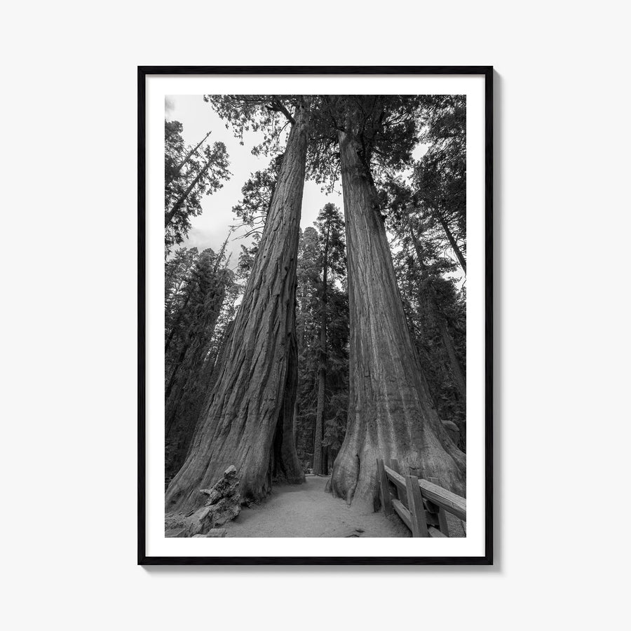 Redwood National Park black & white photo poster of California, USA – vertical wall art, unframed print shown in interior moc