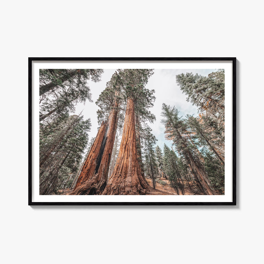 Redwood National Park colorful photo poster of California, USA – horizontal wall art, unframed print shown in interior mockup
