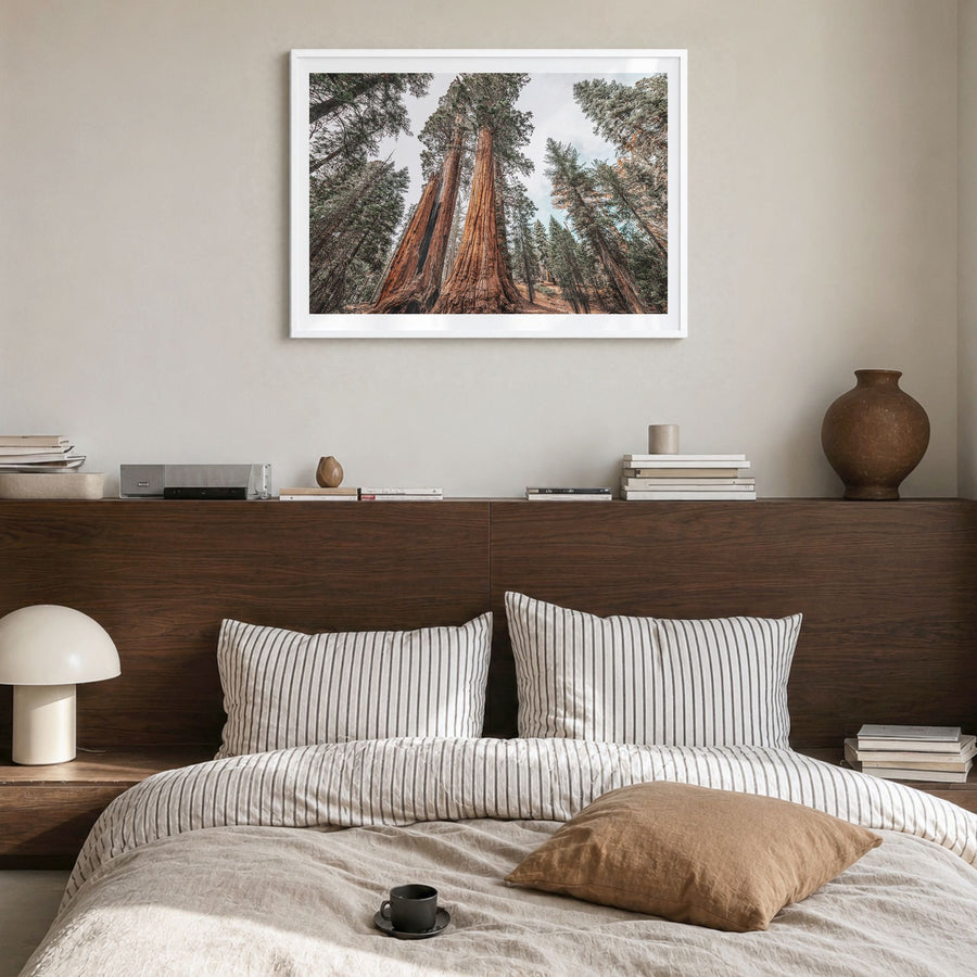 Redwood National Park Photo Poster in a white wood frame, hanging in a bedroom, white border