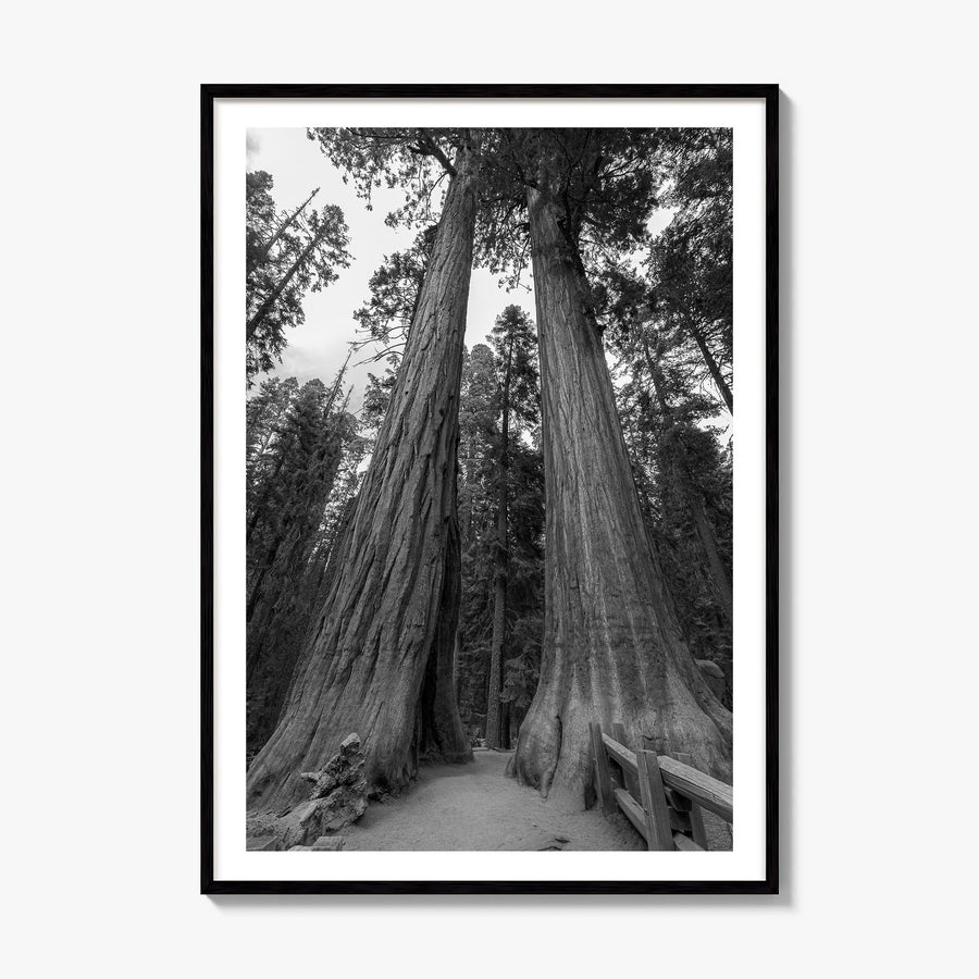 Redwood National Park Photo Poster, framed poster mockup, white border