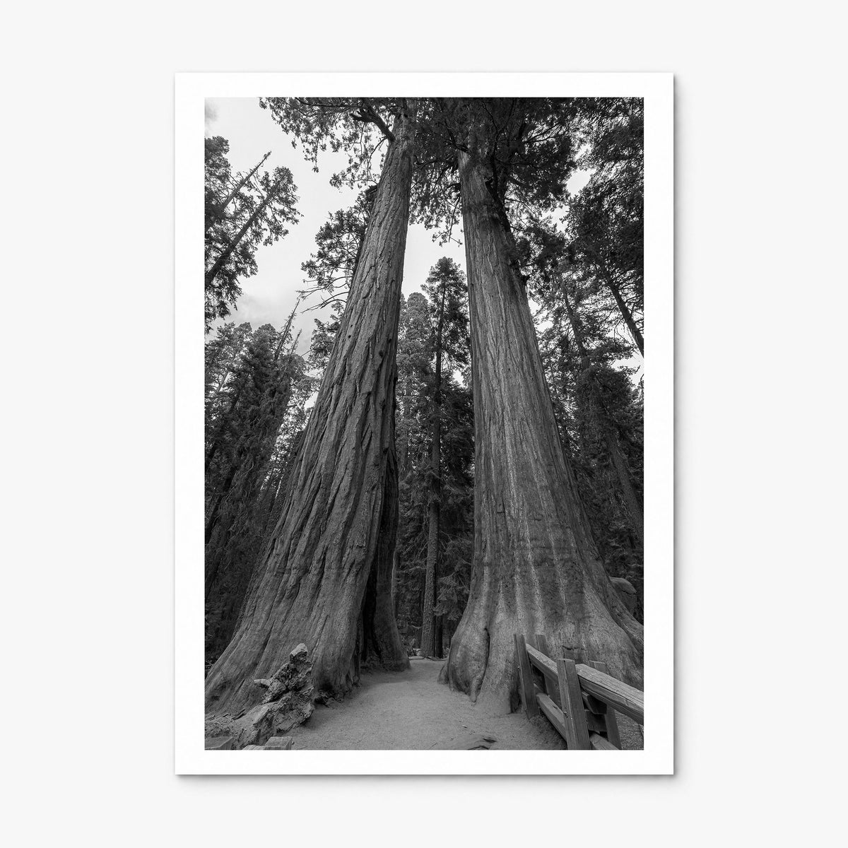 Redwood National Park Photo Poster, print only (unframed), white border