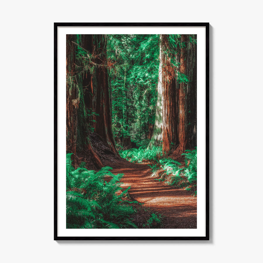 Redwood National Park Photo No 2 Poster, framed poster mockup, white border