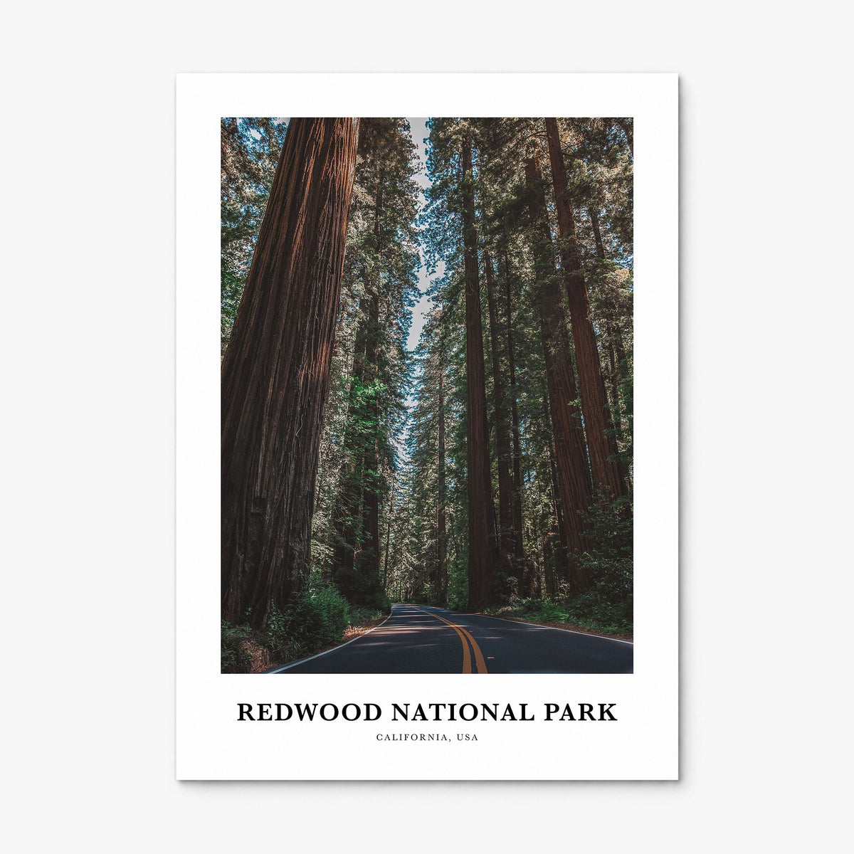 Redwood National Park Classic Poster, print only (unframed)