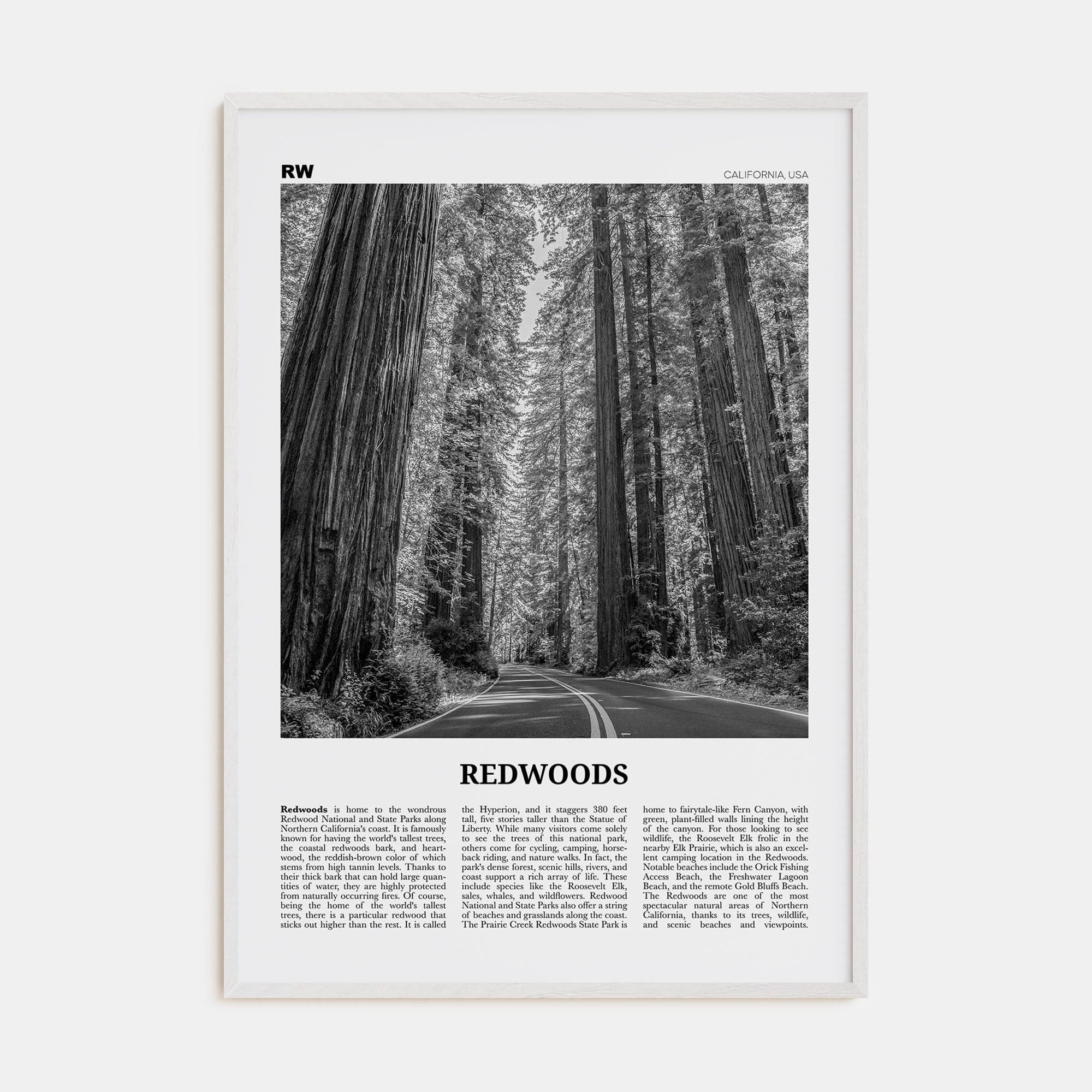 Redwoods Poster White Wood / 8x12 in Nbourhood Travel B&W Poster