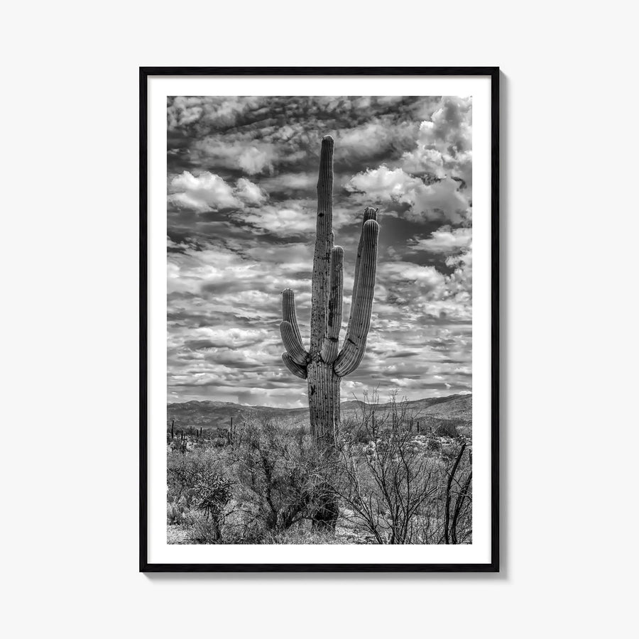 Saguaro National Park no. 2 black & white photo poster of Arizona, USA – vertical wall art, unframed print shown in interior 