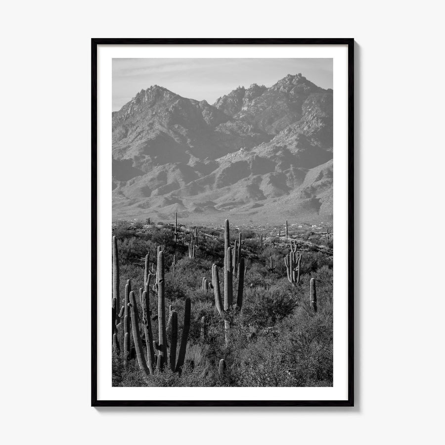 Saguaro National Park Photo No 1 Poster, framed poster mockup, white border