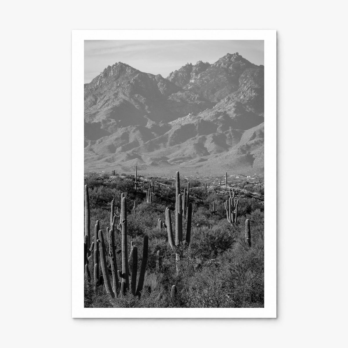 Saguaro National Park Photo No 1 Poster, print only (unframed), white border